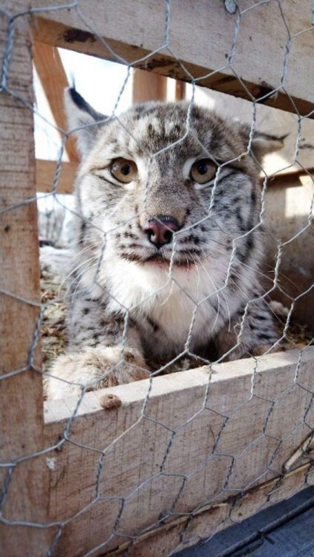 Vaşağı Kedi Gibi Sevdi