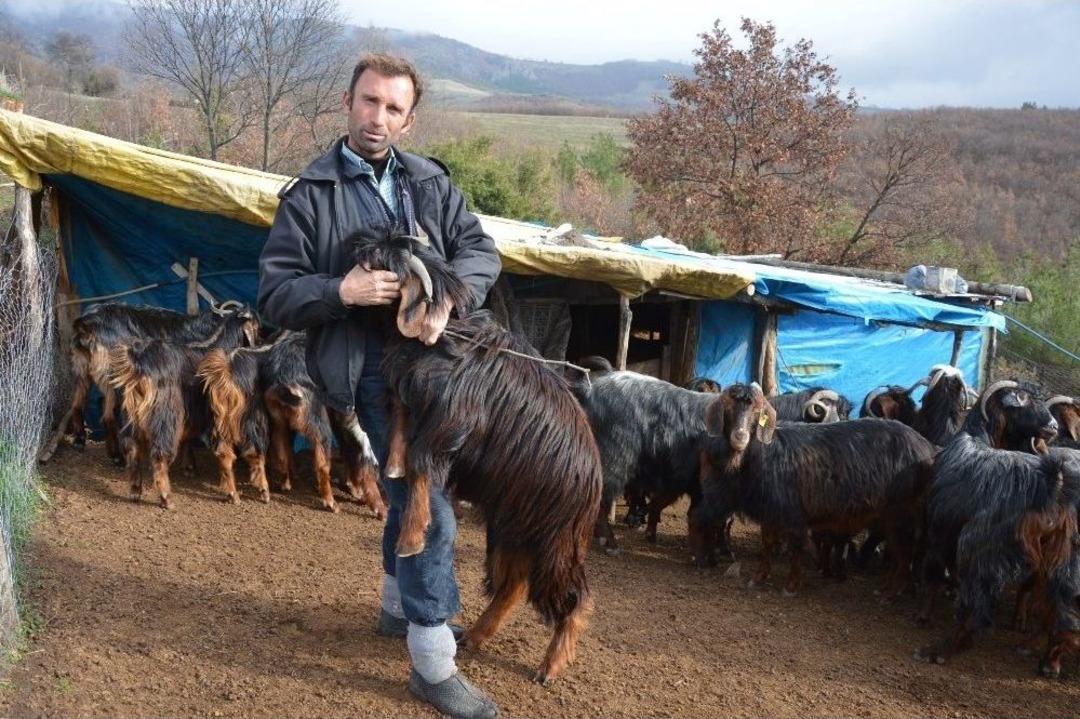 Tokat&rsquo;ta Ke&ccedil;i Hırsızlığı