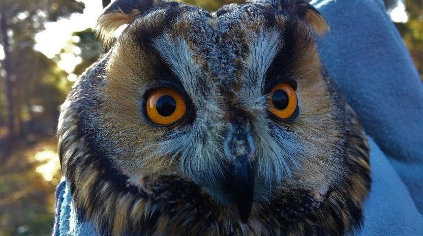 (&ouml;zel Haber) Tedavi Edilen Yırtıcı Kuşlar Doğaya Salındı