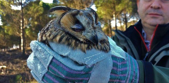 (özel Haber) Tedavi Edilen Yırtıcı Kuşlar Doğaya Salındı