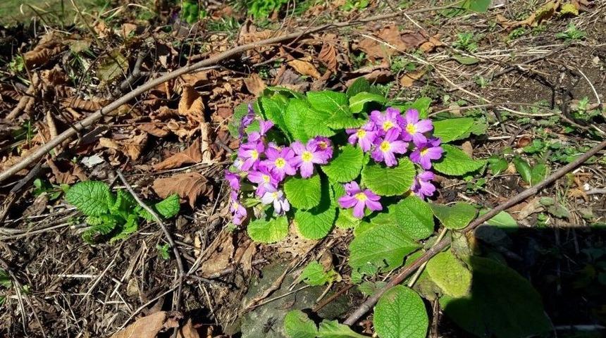 (&ouml;zel Haber) Kış Ayına Rağmen, Bahar Gibi &Ccedil;i&ccedil;ekler A&ccedil;tı