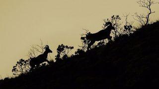 Bakan Eroğlu: yaban Koyununu Kaçak Avlayan Veya Zarar Veren 78 Bin Lira Tazminat İle Cezalandırılacak
