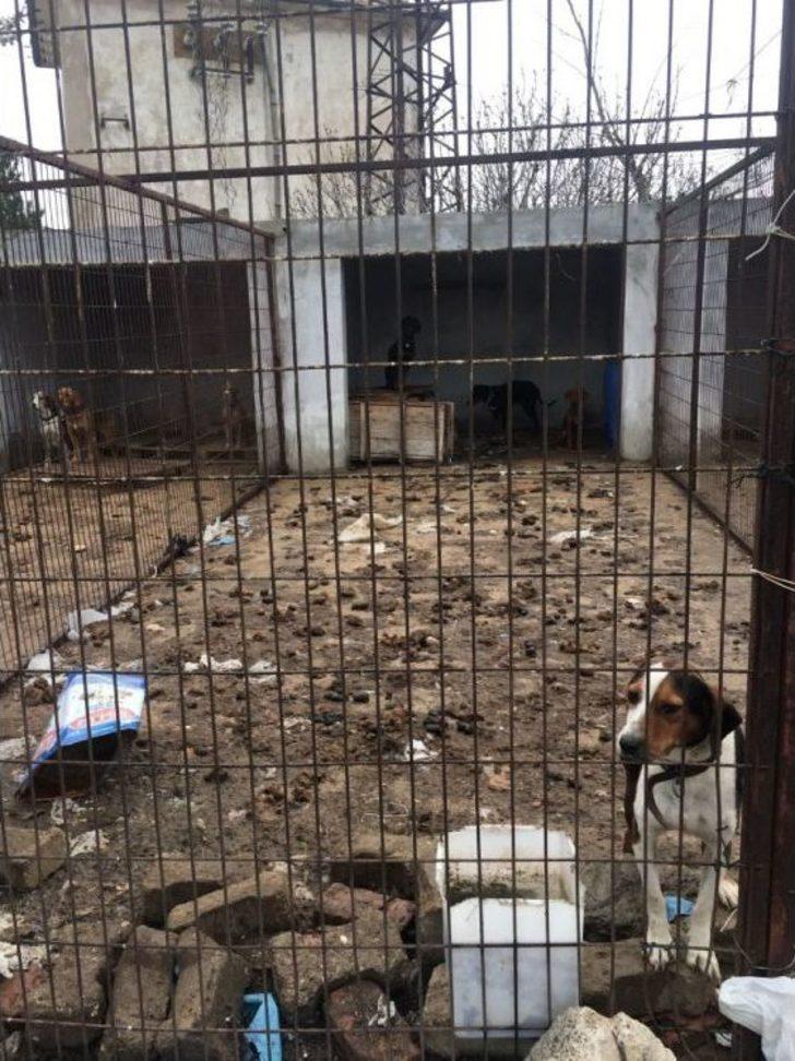 Kırklareli’de Köpeklerin Kötü Şartlarda Kaldığı Barınak Yıkıldı G1