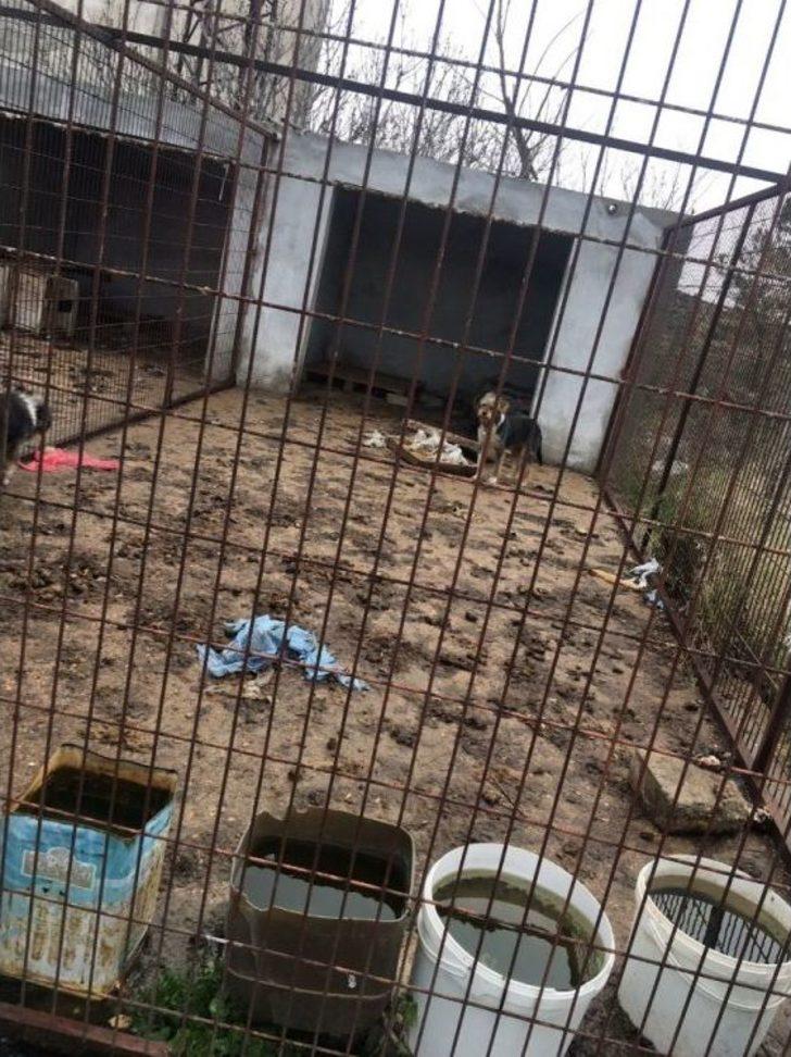 Kırklareli’de Köpeklerin Kötü Şartlarda Kaldığı Barınak Yıkıldı G2