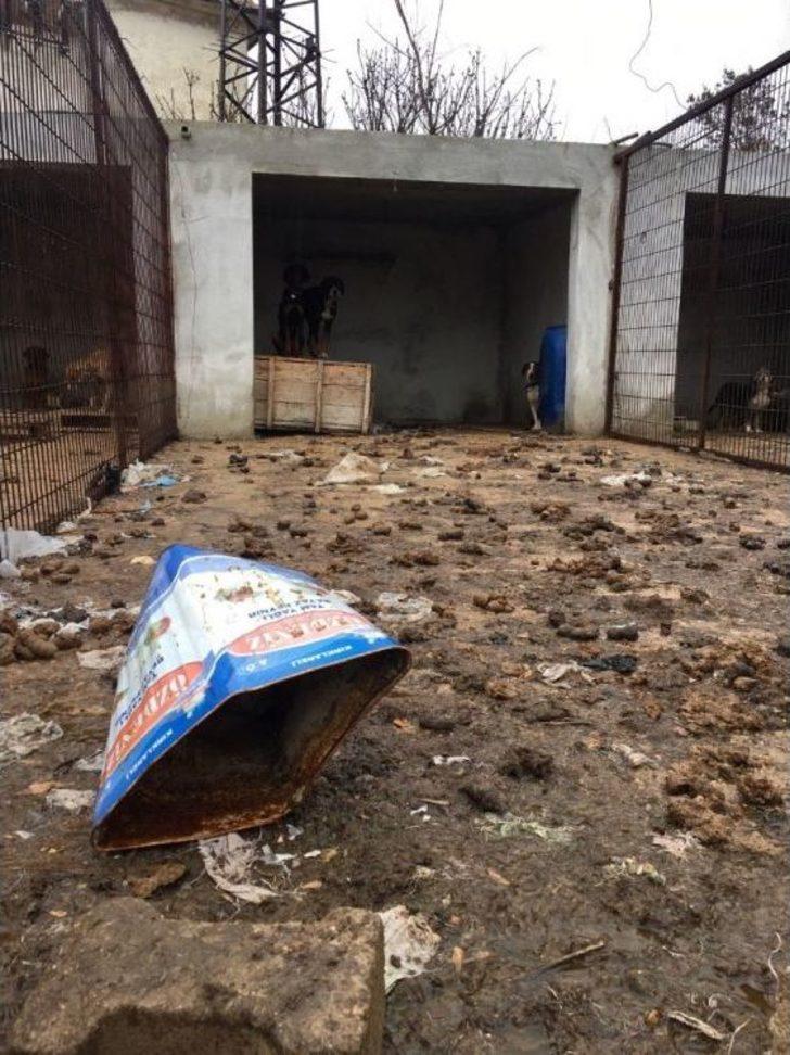 Kırklareli’de Köpeklerin Kötü Şartlarda Kaldığı Barınak Yıkıldı G3