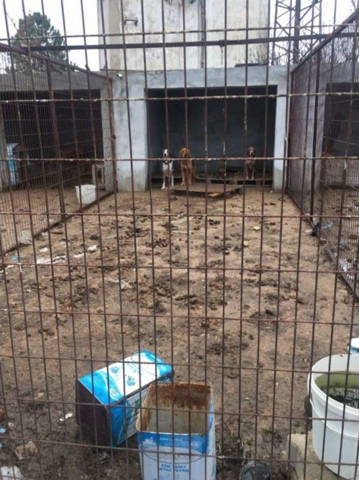 Kırklareli’de Köpeklerin Kötü Şartlarda Kaldığı Barınak Yıkıldı G4