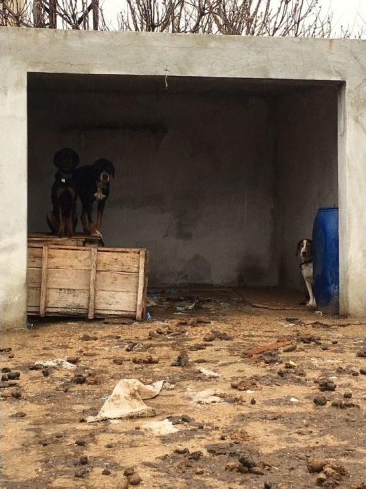 Kırklareli’de Köpeklerin Kötü Şartlarda Kaldığı Barınak Yıkıldı G5