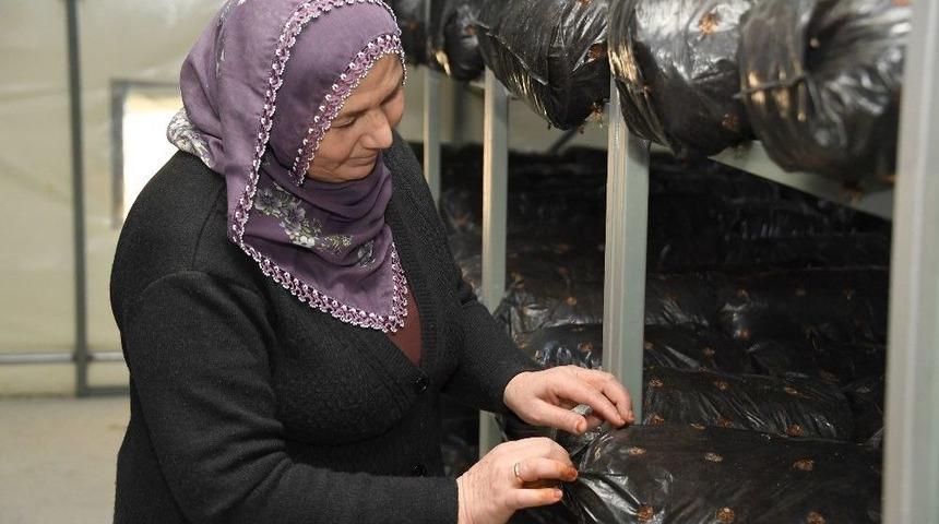 Mersin Büyükşehir Belediyesi’nden Üreticiye Destek