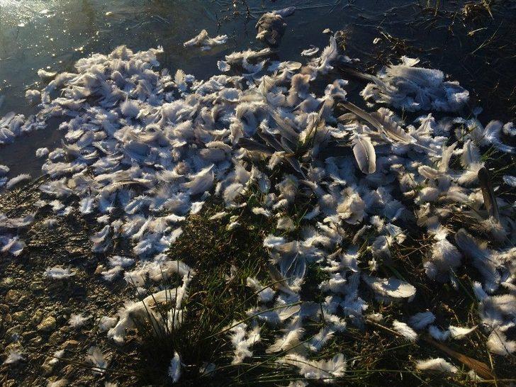 (özel) Kaçak Avcılara Yönelik Denetimler Sıklaştırıldı G5