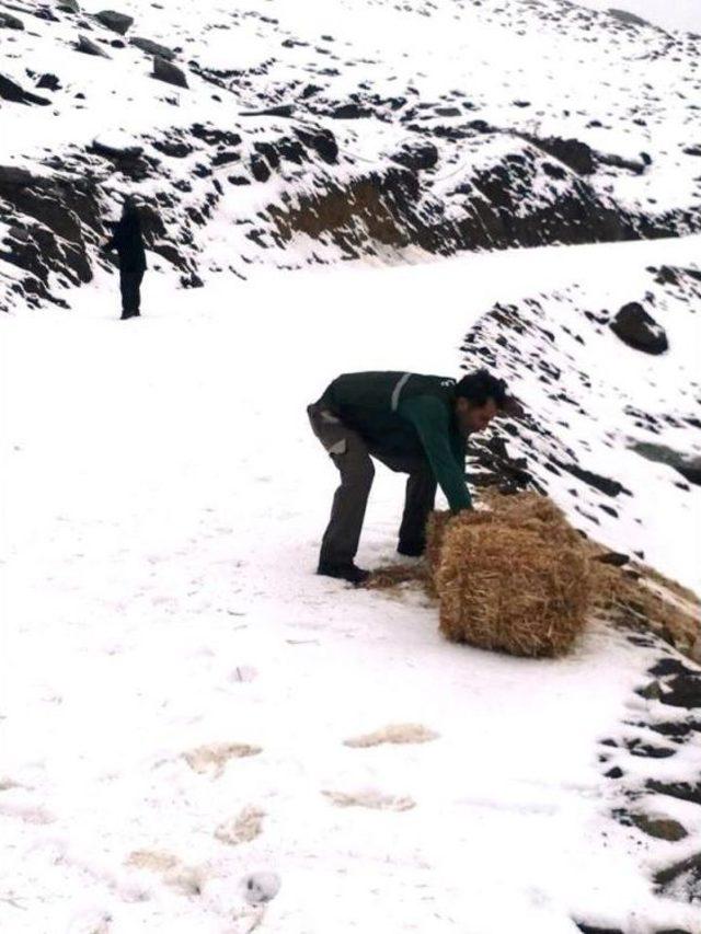 Aydın’da Yaban Hayvanları İçin Yem Bırakıldı