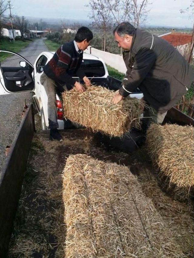 Aydın’da Yaban Hayvanları İçin Yem Bırakıldı