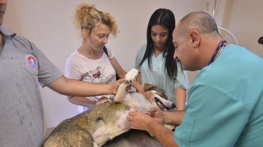 Maltepe&rsquo;de 4 Yılda 45 Bin Sokak Hayvanı Tedavi Edildi