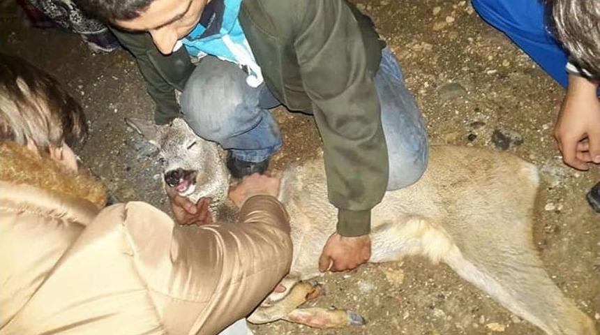 Yaralı Karacaya Sahip &Ccedil;ıktı