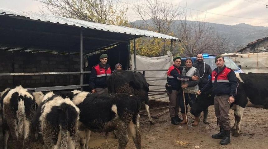 Hayvan Hırsızı, Jandarmadan Ka&ccedil;amadı