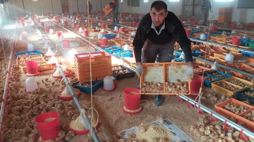 G&uuml;ny&uuml;z&uuml;&rsquo;nde &rsquo;yarka&rsquo; Tavuk Yetiştiricileri İşbaşı Yaptı