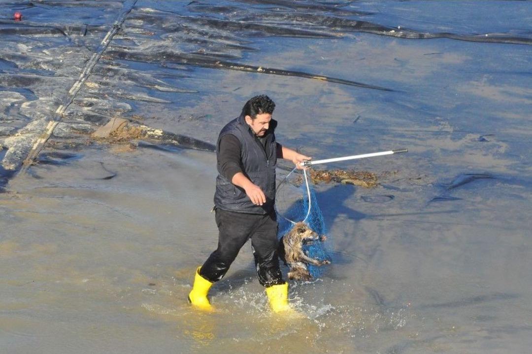 G&ouml;lette Filelerle Nefes Kesen Tilki Kurtarma Operasyonu
