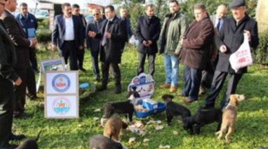 Yalova Armutlu’da Sokak Hayvanları Unutulmadı
