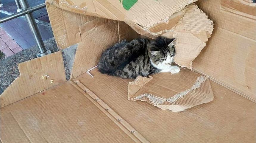 (&ouml;zel) Ayakları Kırılan Yavru Kediye &Ouml;ğrenciler Sahip &Ccedil;ıktı