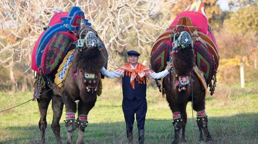Germencik&rsquo;te Yılın En İddialı Deve G&uuml;reşi İ&ccedil;in Nefesler Tutuldu