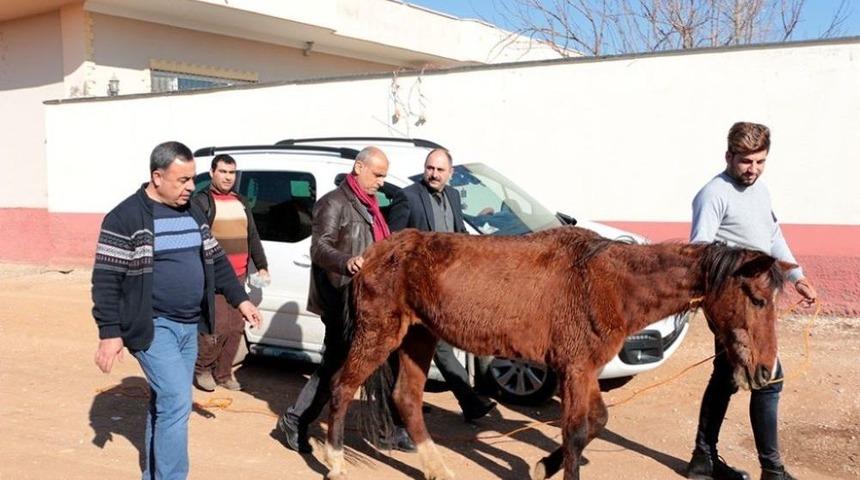 Sosyal Medyaya Yansıyan Sahipsiz Ata Şefkat Eli Uzandı