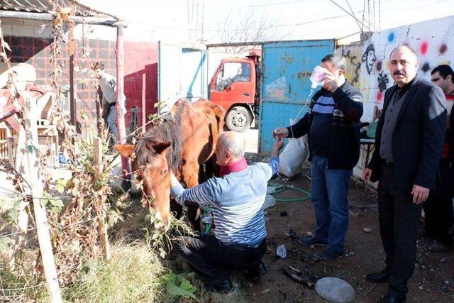 Sosyal Medyaya Yansıyan Sahipsiz Ata Şefkat Eli Uzandı