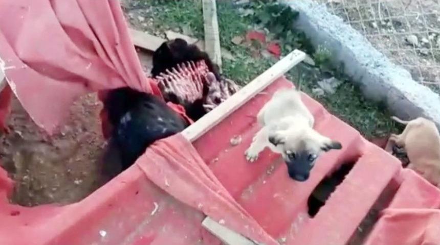 (&ouml;zel Haber) Sokak K&ouml;pekleri &Ouml;l&uuml;me Terk Edildi