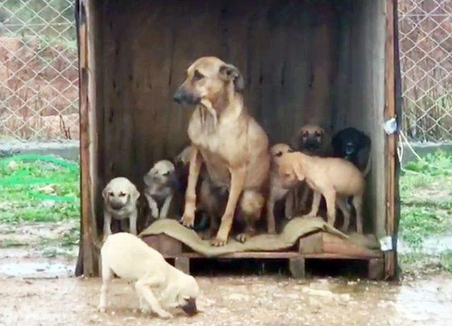 (özel Haber) Sokak Köpekleri Ölüme Terk Edildi