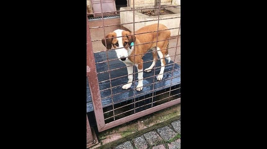 Hayvan Barınağından Tiyatro Sahnesine