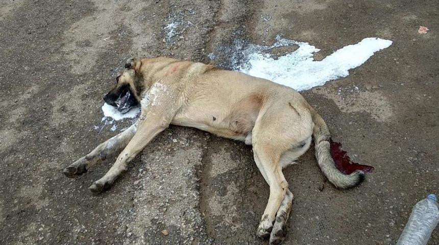 &Ccedil;ok Sayıda K&ouml;pek Zehirlenerek &Ouml;ld&uuml;r&uuml;ld&uuml;