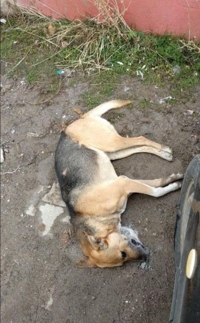Çok Sayıda Köpek Zehirlenerek Öldürüldü