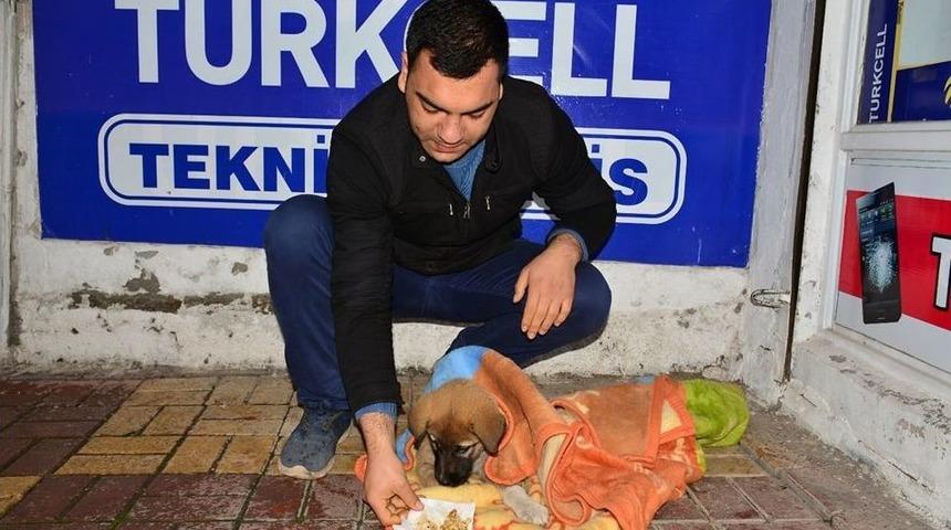 &Uuml;ş&uuml;yen Yavru K&ouml;peğe Şefkat
