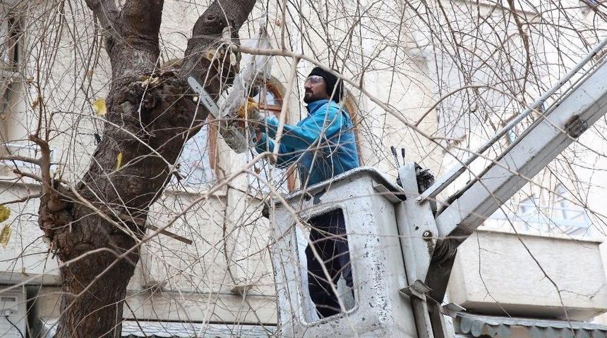 Haliliye’de Ağaç Bakım Ve Budama Çalışmaları Sürüyor