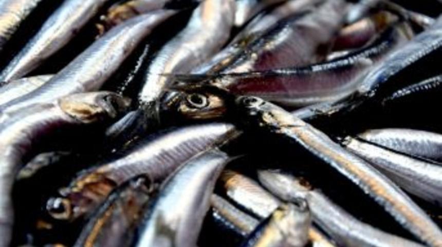 Arslan: "hamsinin Karadeniz Serüveni Sona Eriyor"