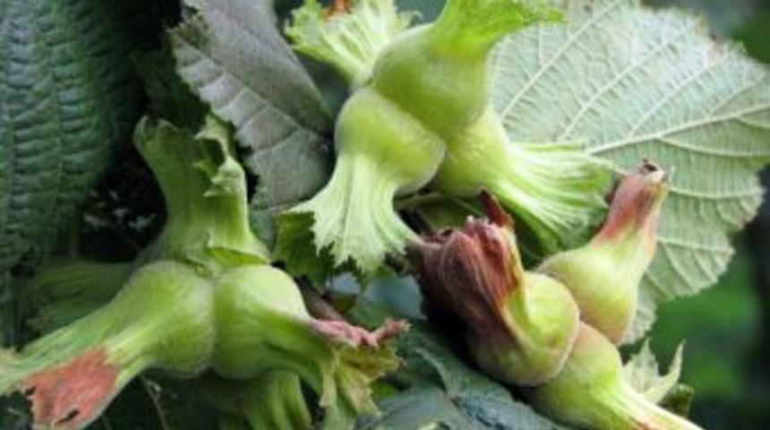 Tarsim Topladığı Primden Fazla Tazminat Ödedi