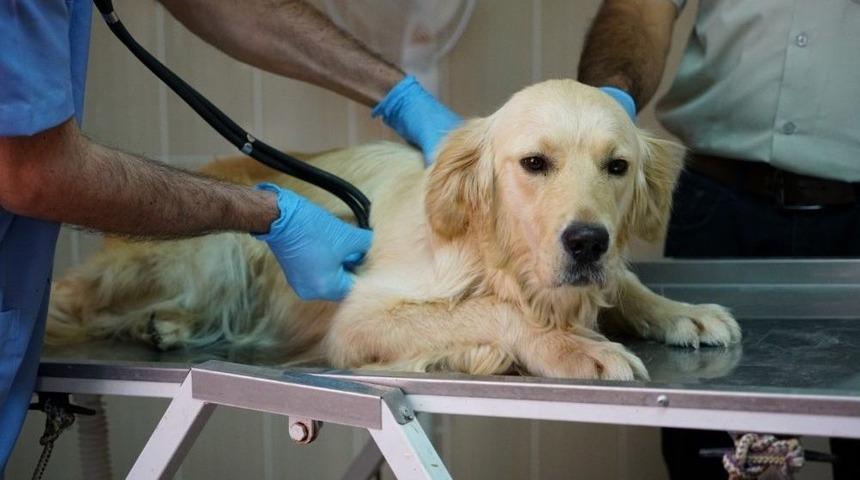 2017 Yılında 672 Sokak Hayvanı Tedavi Edildi