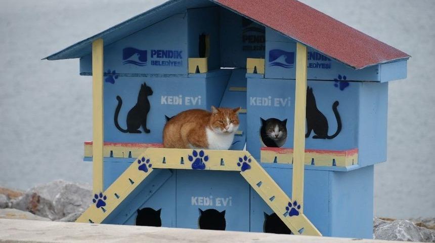 Pendik&rsquo;te Denize Nazır Kedi Evleri