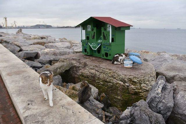 Pendik’te Denize Nazır Kedi Evleri