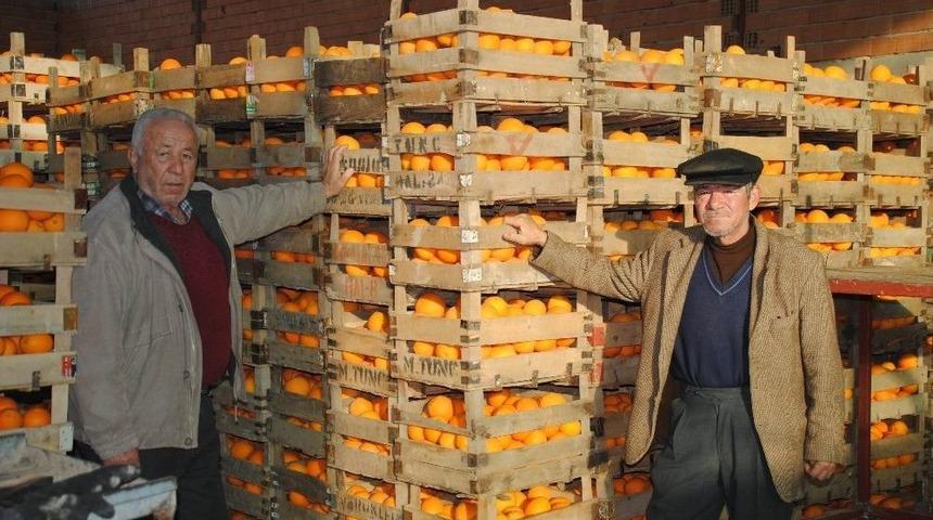 İhracat Portakal &Uuml;reticisini Umutlandırdı