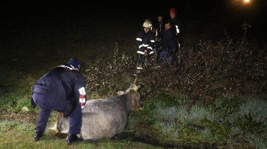 Bataklığa Saplanan İnek, Donmak &Uuml;zereyken Kurtarıldı