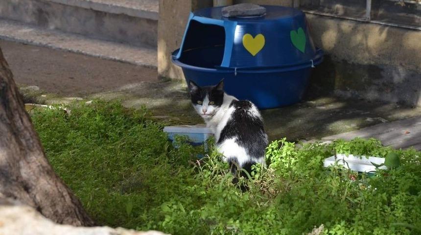 Minicik Elleriyle Kedi Evi Yaptılar