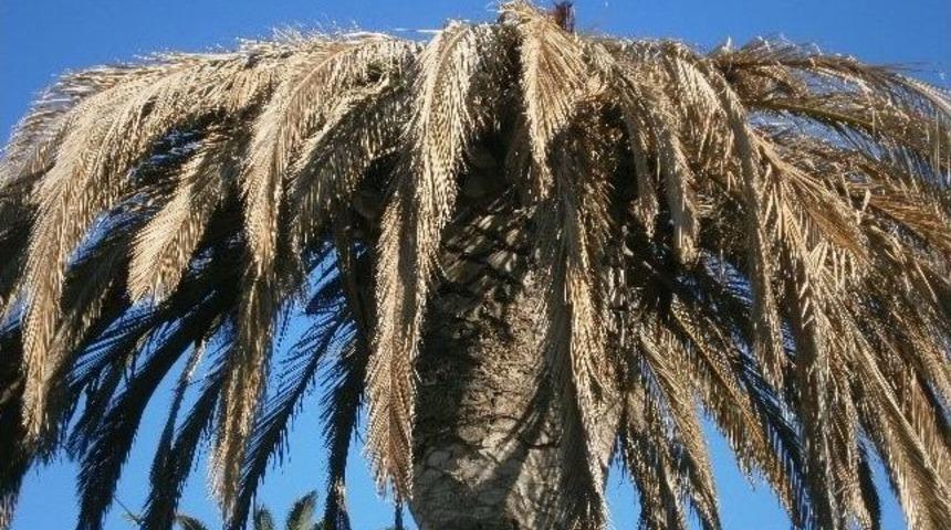 Palmiye Canavarı Tehdit Ediyor