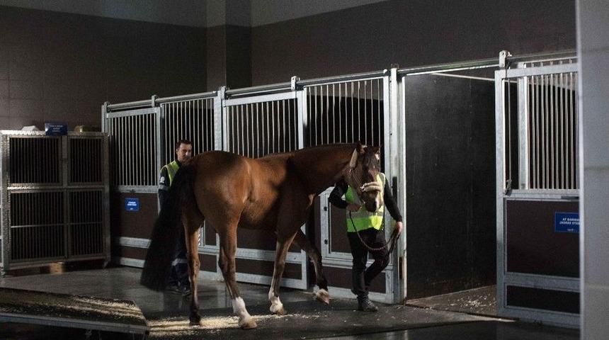 Thy Atları U&ccedil;urdu