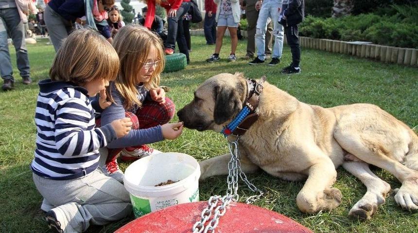 Karşıyaka&rsquo;da K&ouml;pek Irkları Yarışacak