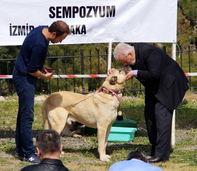 Karşıyaka’da Köpek Irkları Yarışacak