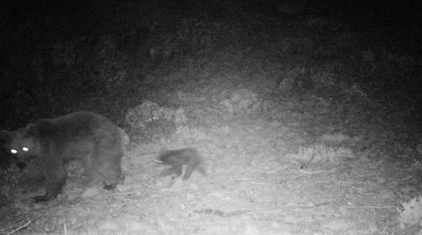 Karaman’da Bozayı İle 3 Aylık Yavrusunu Fotokapan Görüntüledi