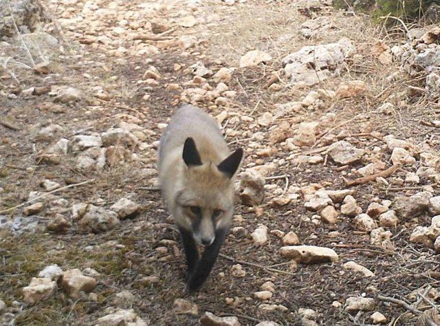 Karaman’da Bozayı İle 3 Aylık Yavrusunu Fotokapan Görüntüledi