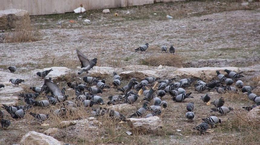 Kuşlar İ&ccedil;in Her Sabah Erken Uyanıyor