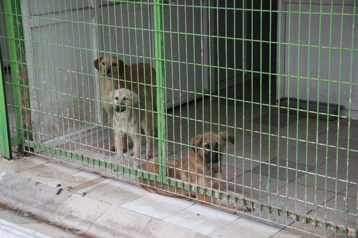 Sıcak Yuva Bekliyorlar G2