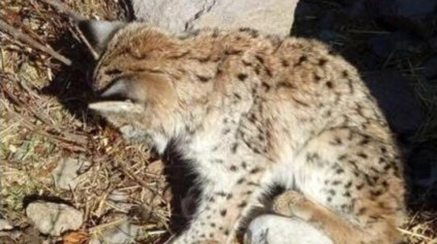 Telef Olan Vaşak Doğa Müzesinde Sergilenecek