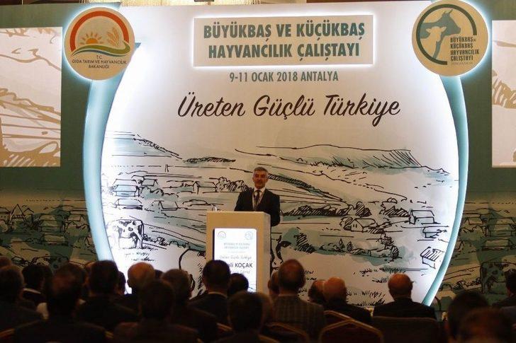 Koçak: "hayvancılık Sektörünün Önü Açık" G2